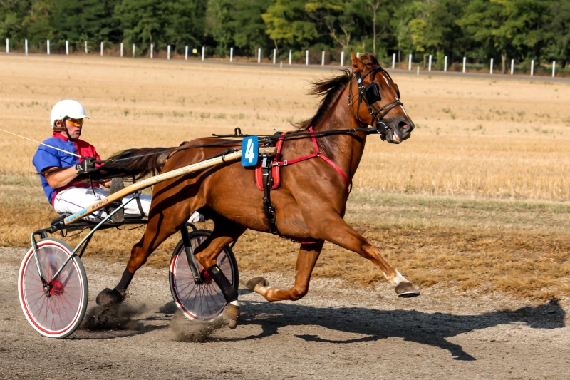 Horse racing - Srbobran 2017